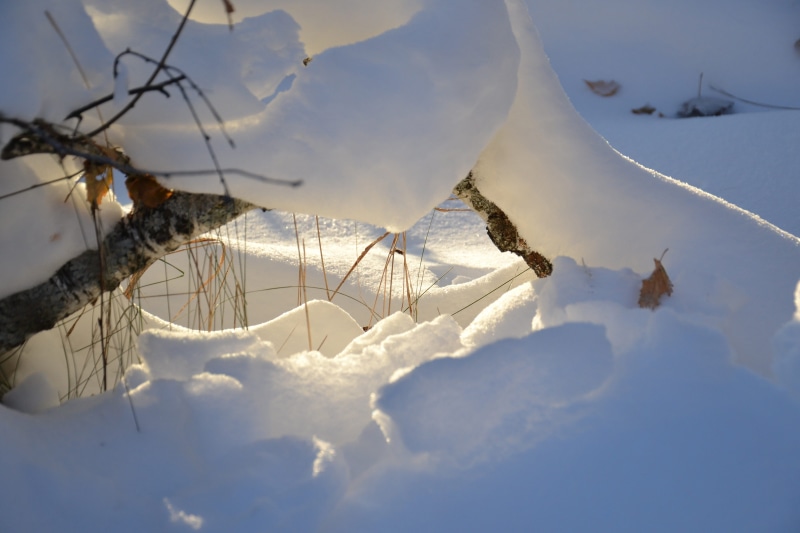 no people, tree, shine through, beauty in nature, nature, tranquility, white color, scenics - nature, siberia, under the snow, snowflakes, covering, 4K