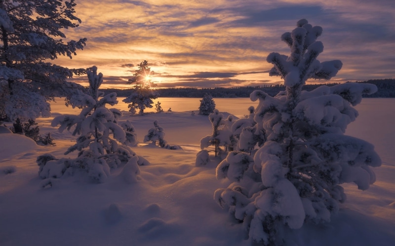 Trees, Norway, 1080P, Snow, Winter, Sunset, Thick