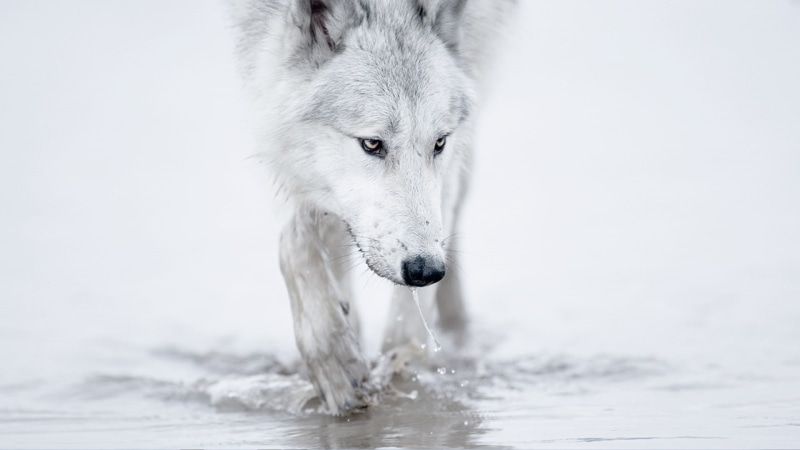 white, hd, wolf, arctic, Winter, 1080P, nature, x, snow, art