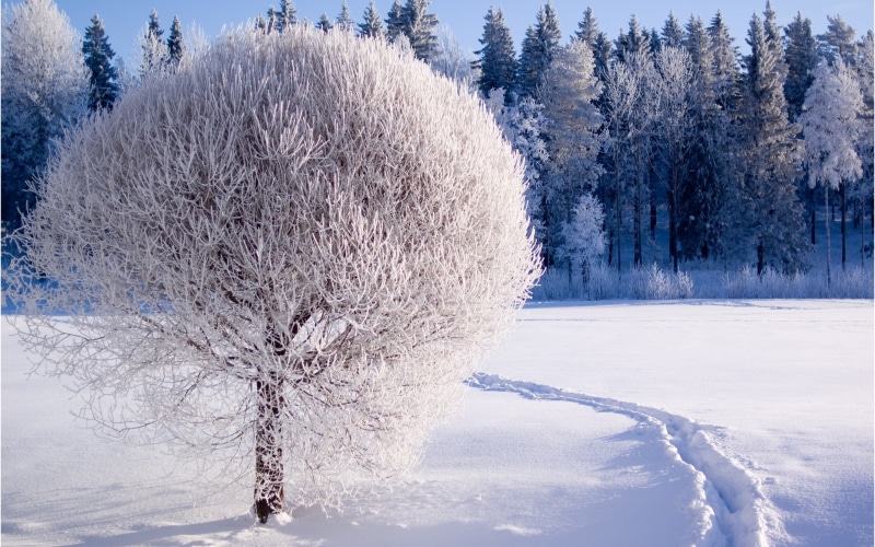Snow, Trees, Winter, Forest, World, White, Thick, 2K
