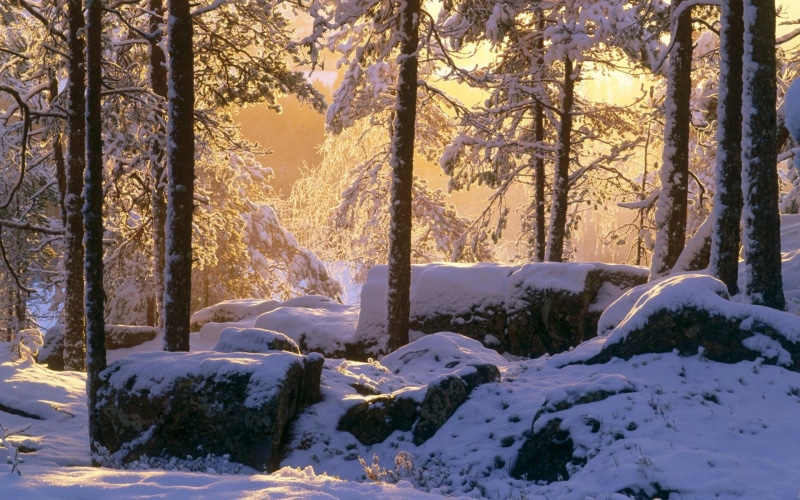 Thick, 1080P, Winter, Snow, Forest, Sunshine, Trees