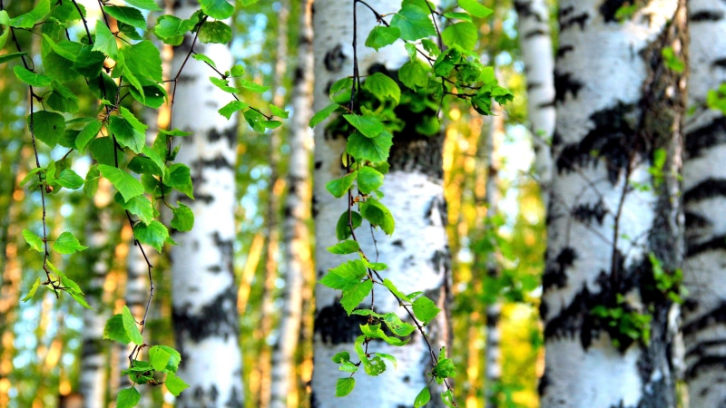 3840x2160, birch, nature, 4K, tree, leaves, forest, green, leaf