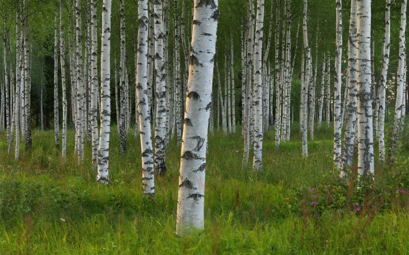 1080P, birch, grass, trees, forest, nature, birch trees