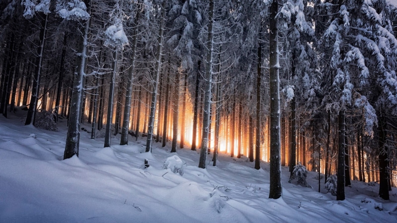 forest, pine woodland, snow, winter, woodland, snows, tree, non-urban scene, 1080P, scenics - nature, snowing, white color, no people, coniferous tree