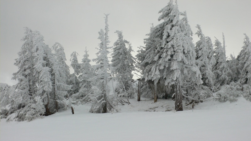 winter, day, weather, woodland, tranquility, forest, no People, blue, non-Urban Scene, tranquil Scene, vacations, fir Tree, sky, scenics, nature, blizzard