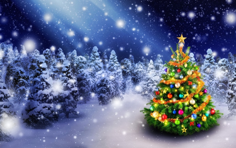 snow, 2K, christmas, 2016 christmas, forest, tree, trees