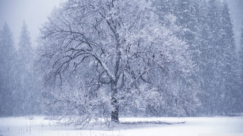 trees, plant, tranquil scene, beauty in nature, covered, gray, non-urban scene, bare tree, winter, snow, scenics - nature, land, extreme weather, tree