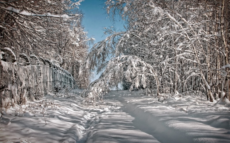 tree, snowcapped mountain, winter, white color, icicle, nature, non-urban scene, snow, frozen, ice, outdoors, tranquil scene, covered, environment, no people