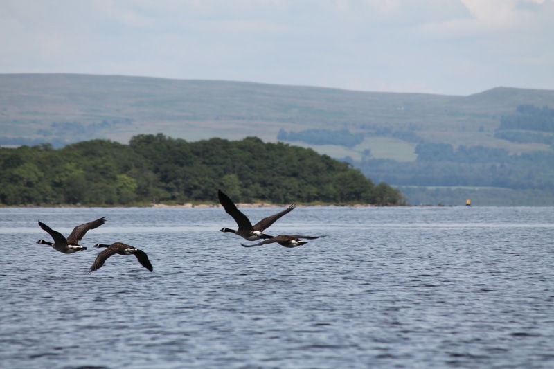 loch lomond, mountain, beauty in nature, nature, birds, bird, 4K, waterfront, non-urban scene, sea, animals in the wild, animal themes, group of animals