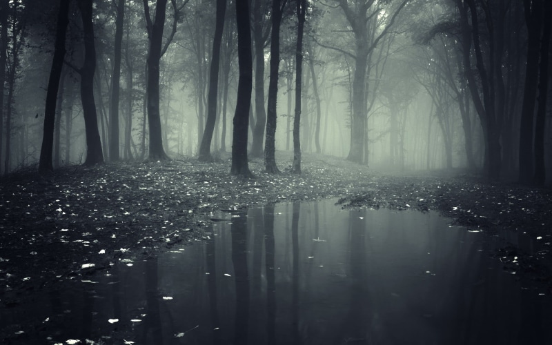 land, plant, dark, magic, puddle, light - Natural Phenomenon, growth, tree, scenics, forest, morning, tranquil Scene, foggy, woodland, fantasy, backgrounds