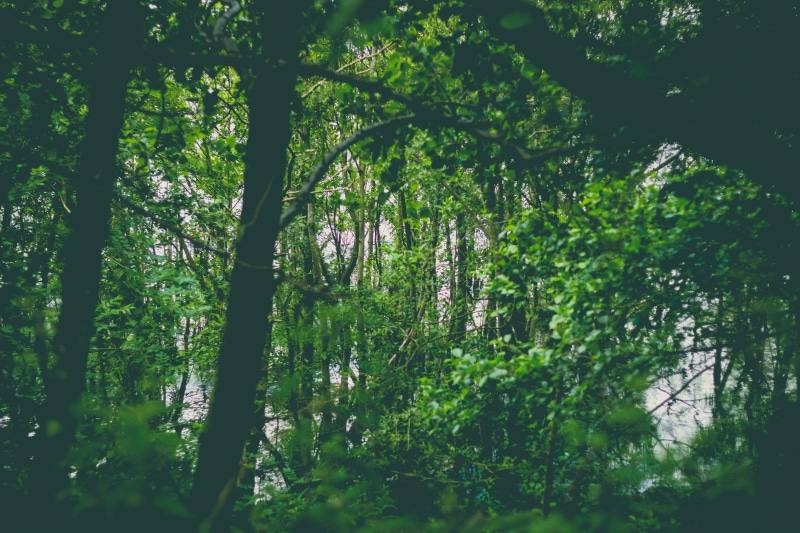 green, woodland, lush foliage, trunk, reflection, loch lomond, scotland, tranquil scene, tranquility, 5K, tree trunk, nature, no people, non-urban scene