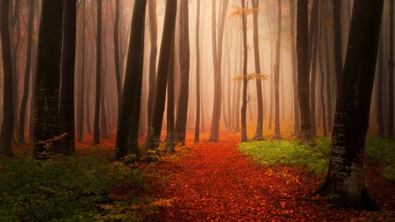 Autumn, 2K, Foggy, Forest, Misty