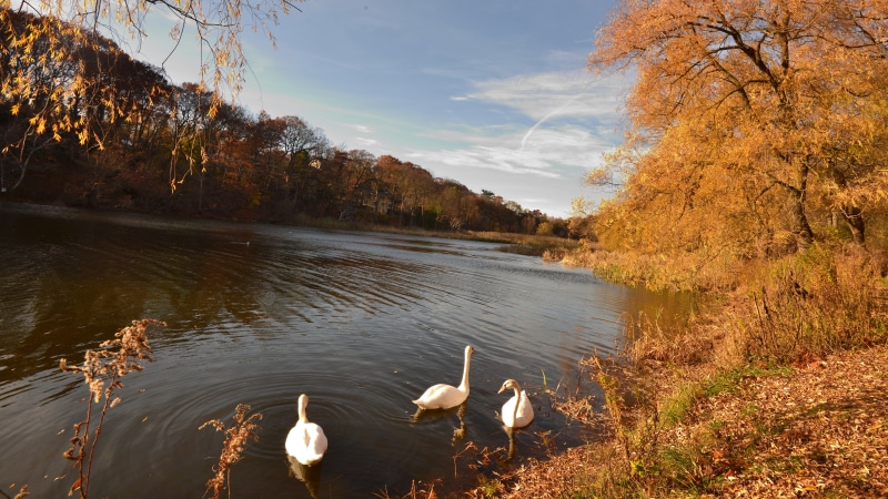 nature backgrounds images 7680x4320, 8K