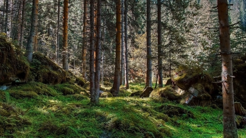 1080P, widescreen nature  high resolution 1920x1080