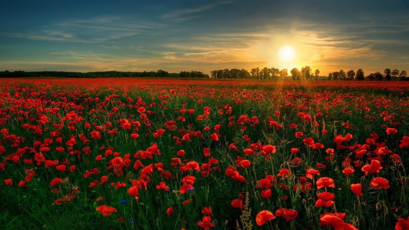 no people, landscape, freshness, 1080P, growth, sky, plant, flower head, beauty in nature, springtime, red, sunset, field, sun, flowerbed, environment