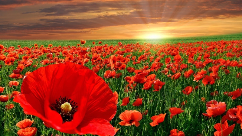 widescreen nature  high resolution 1920x1080, 1080P