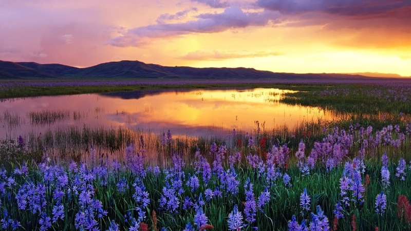 land, reflection, 1080P, cloud - sky, scenics - nature, water, flowering plant, sky, growth, lake, outdoors, sunset, purple, no people, tranquil scene