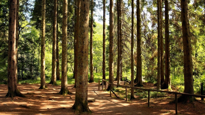 1080P, widescreen nature  high resolution 1920x1080