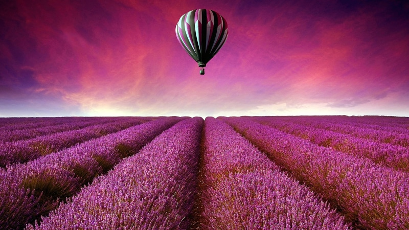lavender farm, air balloon, lavender, field, 4K, purple flowers, hot air balloon, flower field, purple sky, sky, flowers, lavender field