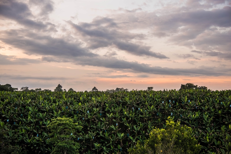 colombia, cloud - sky, farming, quindio, no people, winemaking, sky, green color, agricultura, sunset, cultivo, landscape, growth, platano, crop, land