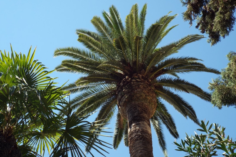 sky, courtyard, palm tree, no people, date palm tree, growth, sun, beauty in nature, coconut palm tree, low angle view, tree trunk, plant, green color