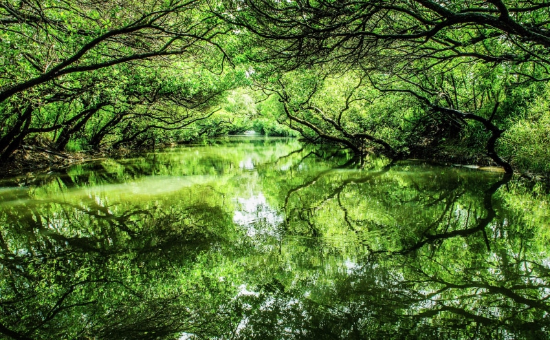 Photography, Reflection, Beautiful, land, View, tranquility, China, swamp, 4K, plant, forest, day, Green, Rivers, no people, Nature, tainan, Sihcao, branch