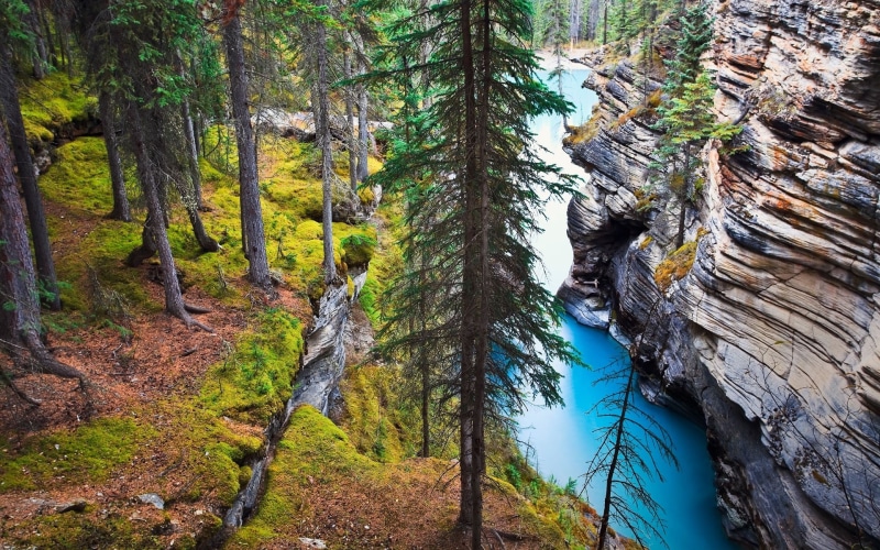 Canada, nature, Alberta, scenics - nature, tranquil scene, plant, growth, erosion, trees, landscape, water, tree trunk, grass, day, green color, tranquility