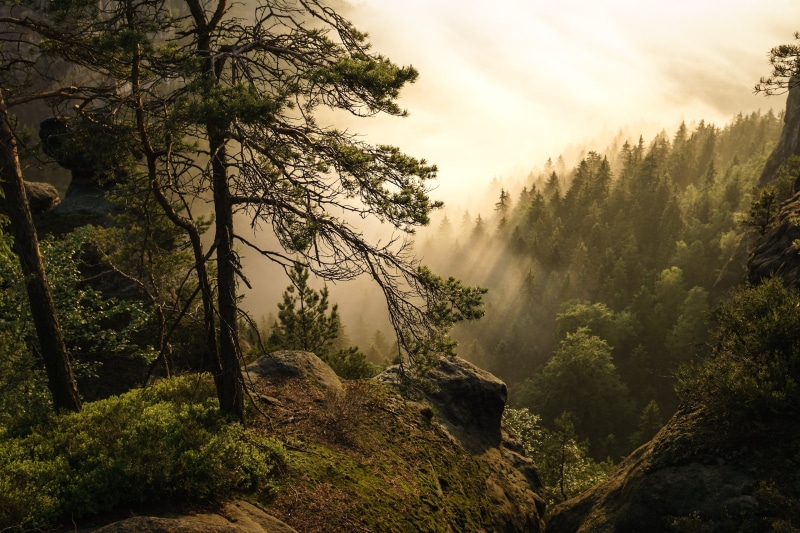 Saxon Switzerland, outdoors, Explore, mountain, green, Fog, nature, Landscape, photo, Baum, Sächsische Schweiz, Tree, forest, 2K, Nebel, scenics, trees