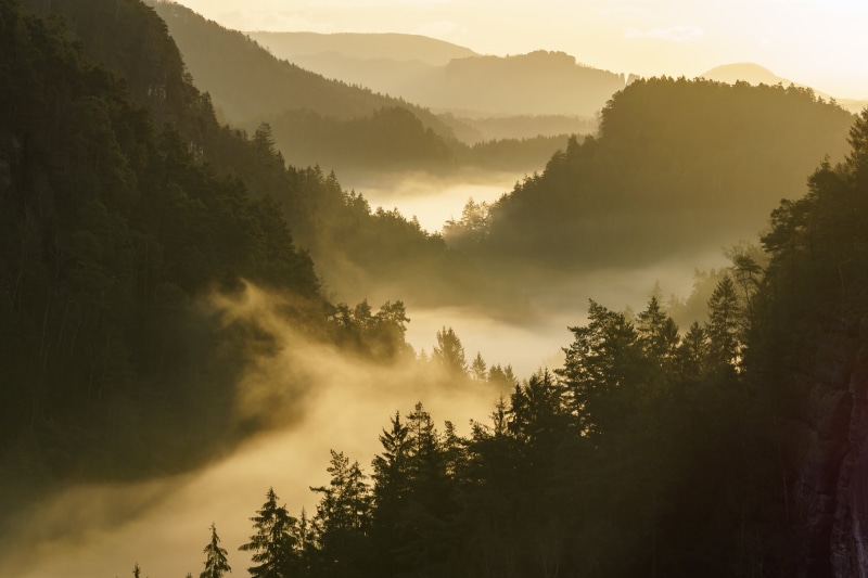 Macro, Nature, Sony  a6000, Explore, Nebel, photography, forest, Germany, OSS, Sächsische-Schweiz, mountains, outdoors, morning, Elbsandsteingebirge, under the mountains