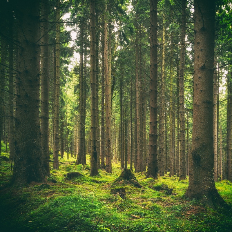 scenics, 6d, summer, outdoors, tree, trees, Baum, Sachsen-Anhalt, Wald, Harz, pine, landscape, pine trees, Bäume, nature, Canon, Forest, NAtur, peaceful