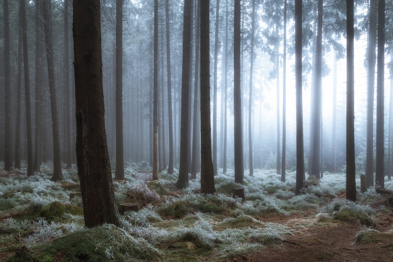cold, season, fantasy, Wälder, mystery, frost, trees, mist, Brocken, Sachsen-Anhalt, Canon, 5K, sunbeam, forest, woodland, nature, black, outdoors, winter