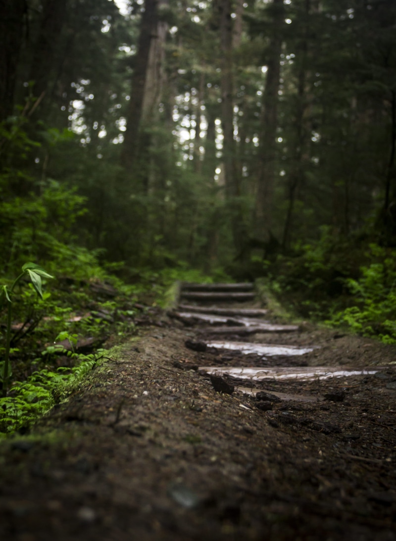 woodland, green Color, growth, road, day, landscape, green, leafe, footpath, trail, nature, trees, no People, Endor, tranquility, non-urban scene, forest