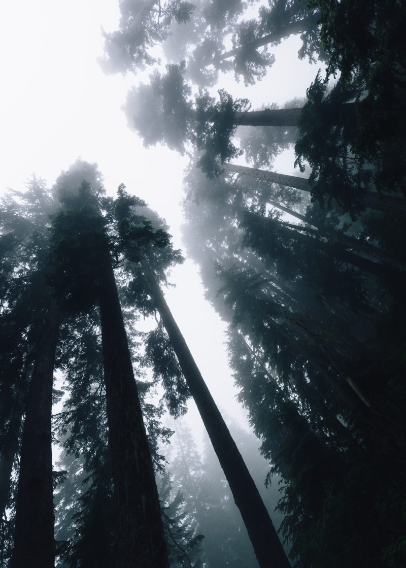 woodland, foggy, eyeview, silhouette, eery, outdoors, sky, moody, land, tree trunk, scenics - nature, mysteriou, washington state, worm, tranquil scene