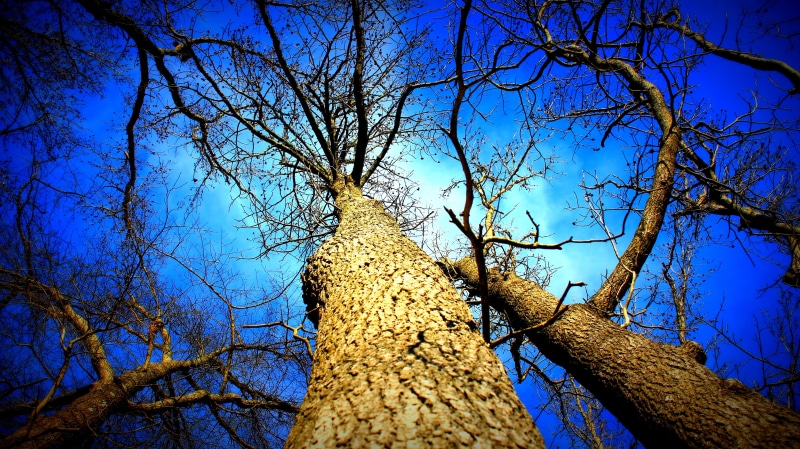 way, built structure, beauty in nature, frozen, worms, nobody, blue, directly below, scenic, bright, scene, green, rural, branch, sunrise, tree Trunk, light