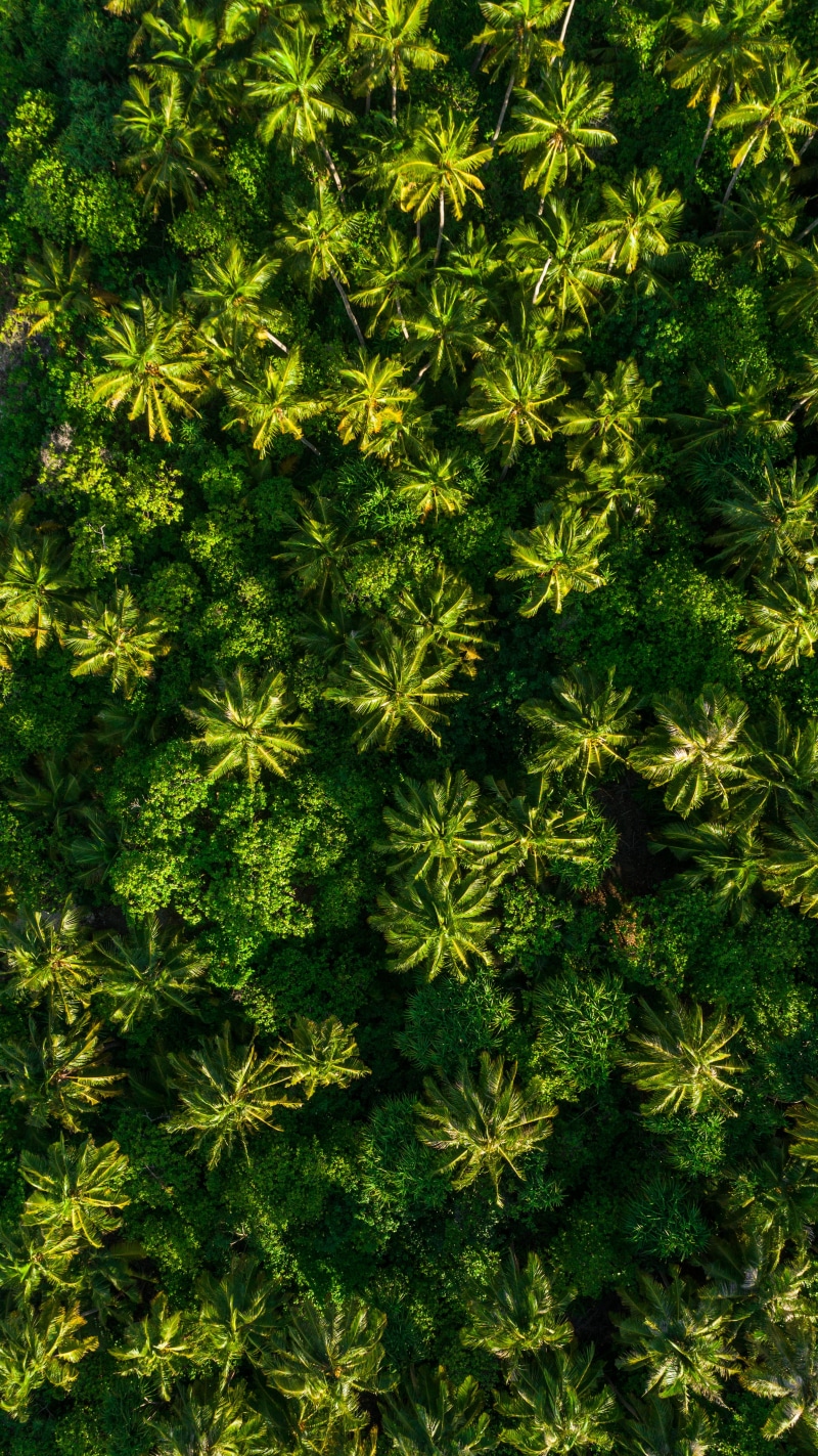 close-up, palm tree, drone, coniferous tree, leaf, maldife, pattern, plant part, full frame, directly above, from above, photo, coconut, growth, green color