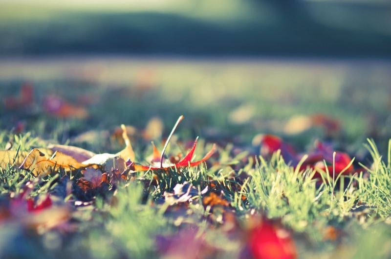 summer, backgrounds, red, colorful, flower, worm, landscape, land, poppy, tree, growth, day, springtime, selective focus, defocused, surface level, non-Urban Scene