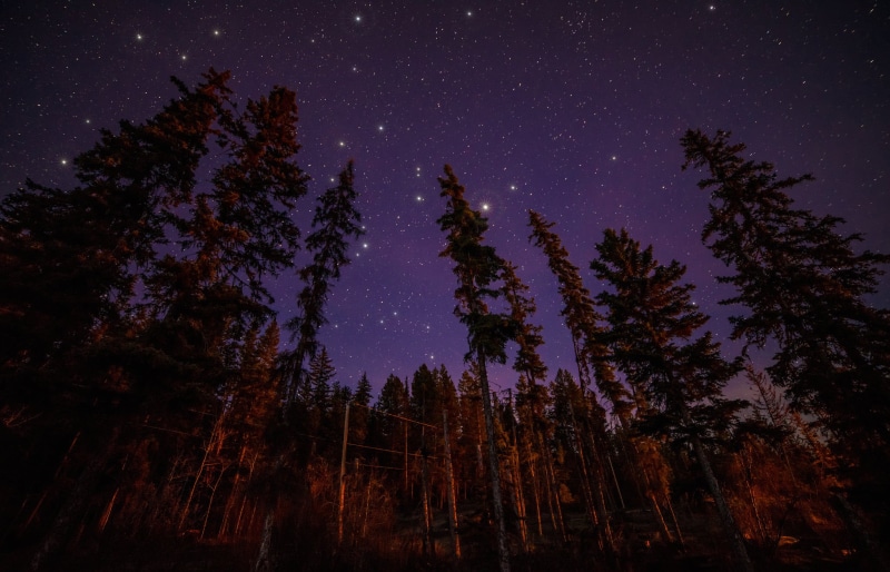 low angle view, tree, beauty in nature, forest, galaxy, stars, eyeview, tranquility, plant, s, star, landscape, space, star - space, star field, moonlight