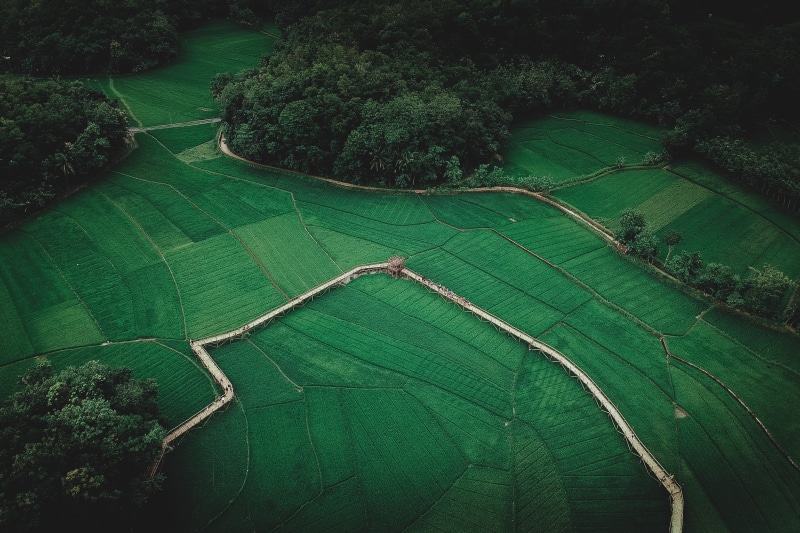 no people, plant, grass, tranquility, high angle view, crop, outdoors, beauty in nature, tranquil scene, plantation, photo, rural scene, farm, aerial, growth