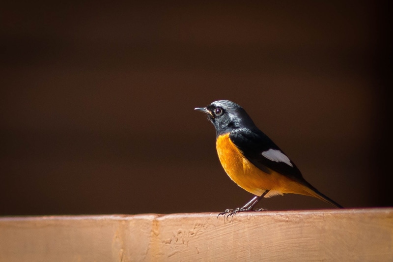 no people, vertebrate, day, birds of the red belly, phoenicurus phoenicurus, angkhang, profile view, redstart, animals in the wild, songbird, bird, close-up