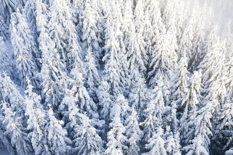 snowflake, day, frozen, woodland, no People, pine Tree, forest, ice, Snow, cold temperature, plant, christmas, scenics - nature, close-up, land, drones