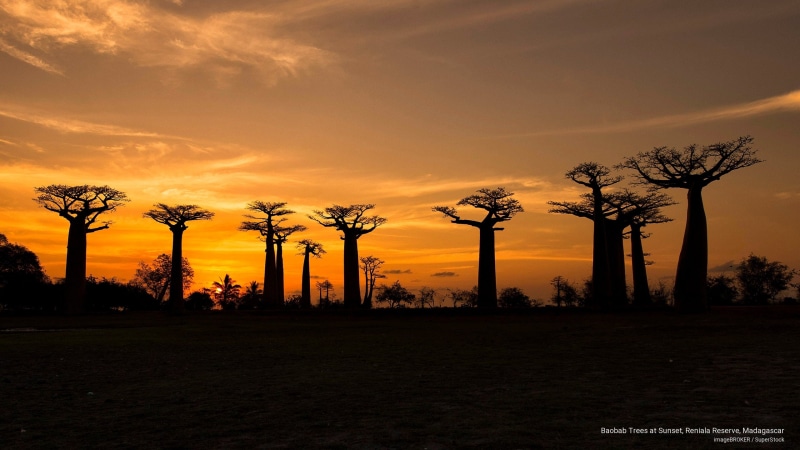 reserve, sunset, 2K, reniala, madagascar, Sunrises/Sunsets, trees, baobab