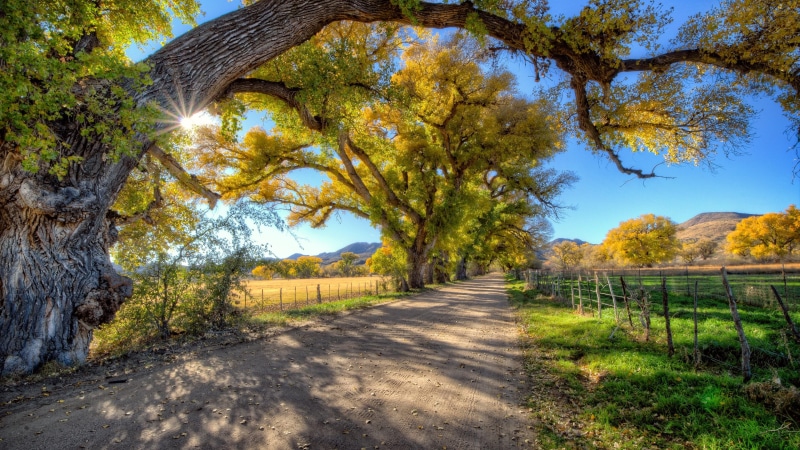 sky, sunray, field, shadow, road, 4K, trees, sunshine, sunny, old trees, blue sky, autumn
