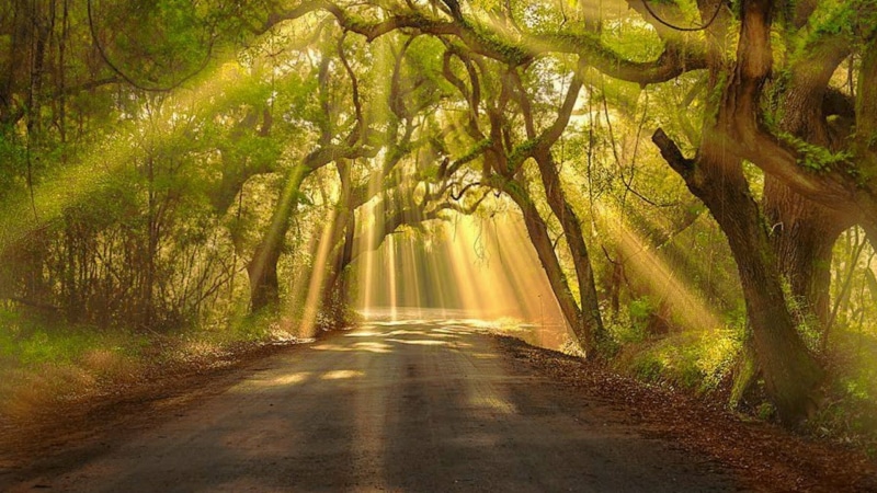 alley, sunlight, morning, 1080P, woodland, sunray, leaf, branch, grove, nature, rays, light, path, sunshine, tree, forest