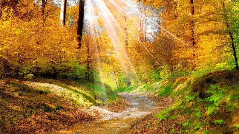 sunshine, sunray, leaves, 4K, sunlight, sunny, stromy, yellow forest, autumn, forest, path