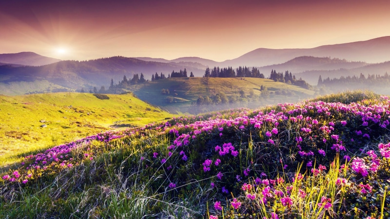 hills, 4K, flower field, landscape, wild flowers, field, flowers, sunray