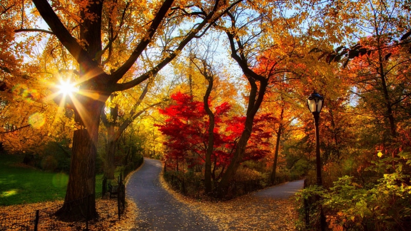 colors, walkway, rays, forest, tree, branch, woodland, autumn, deciduous, nature, sunray, morning, fall, park, sunshine, leaf, 1080P