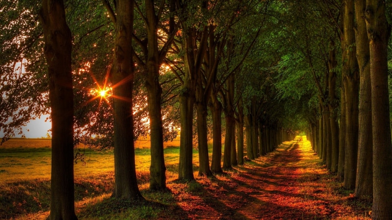treelined, sun, morning, change, non-urban scene, tranquil scene, plant, land, tree trunk, footpath, tranquility, tree, alley, direction, woodland, no people