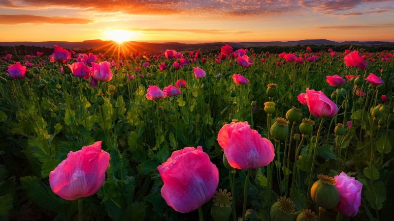 poppy, poppy field, blossom, thuringia, summer, poppies, germany, sunray, nature, flower field, sunset, 1080P, pink poppies