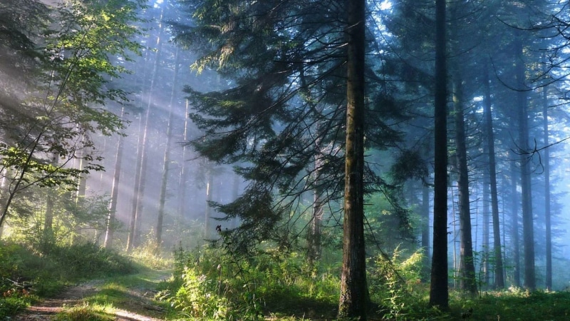 streaming, growth, outdoors, rays, trunk, pine forest, tranquil scene, pine, 1080P, land, vegetation, idyllic, woodland, sunray, morning, non-urban scene