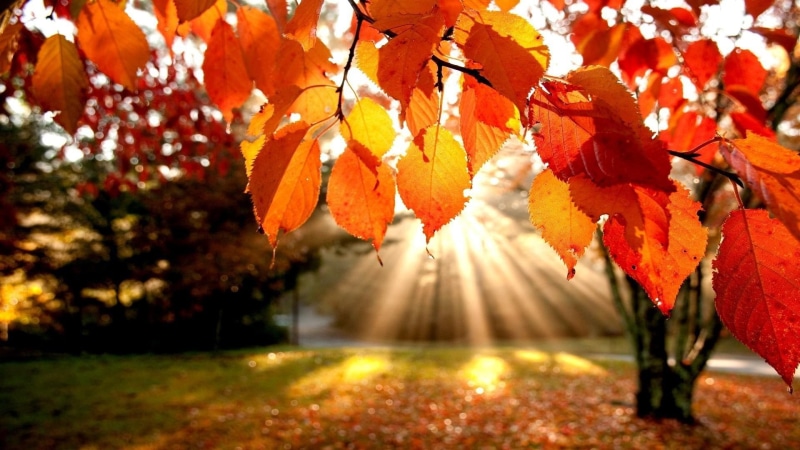 leaves, sunray, nature, autumn, 1080P